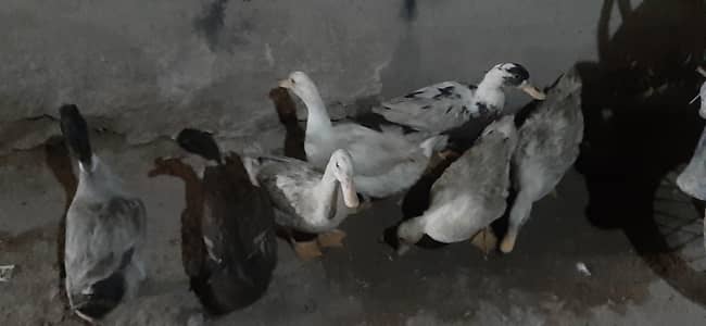 ducks for sale