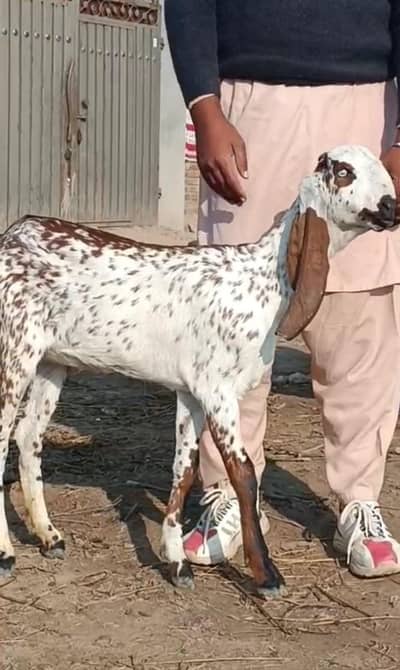 ناگری پٹ اور مکھی چینی پٹ فار سیل