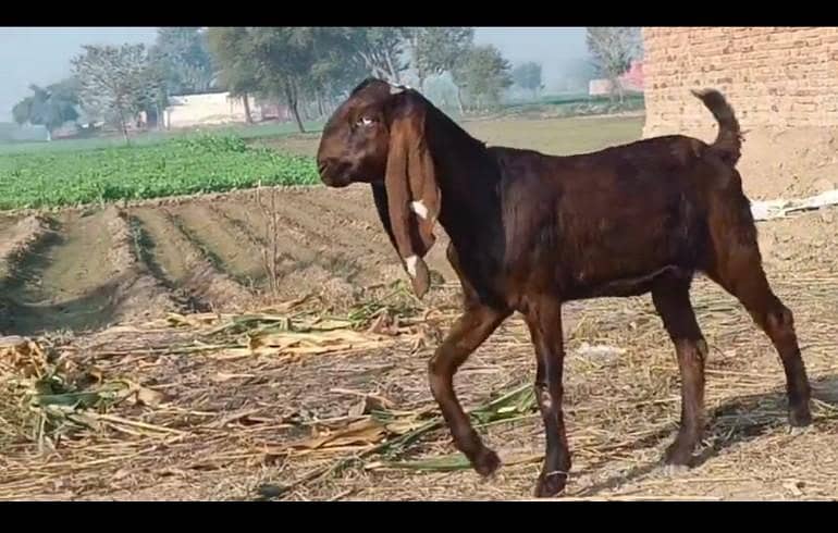 ناگری پٹ اور مکھی چینی پٹ فار سیل 2