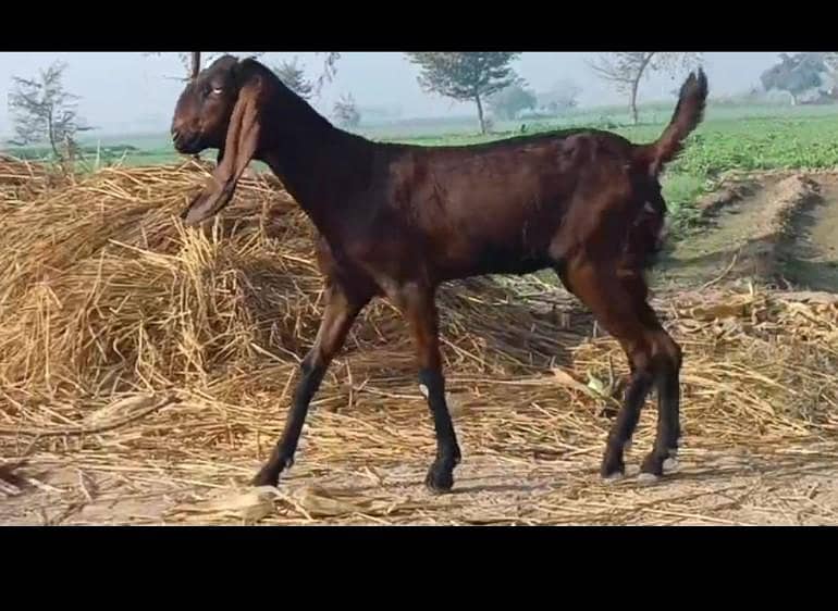 ناگری پٹ اور مکھی چینی پٹ فار سیل 3