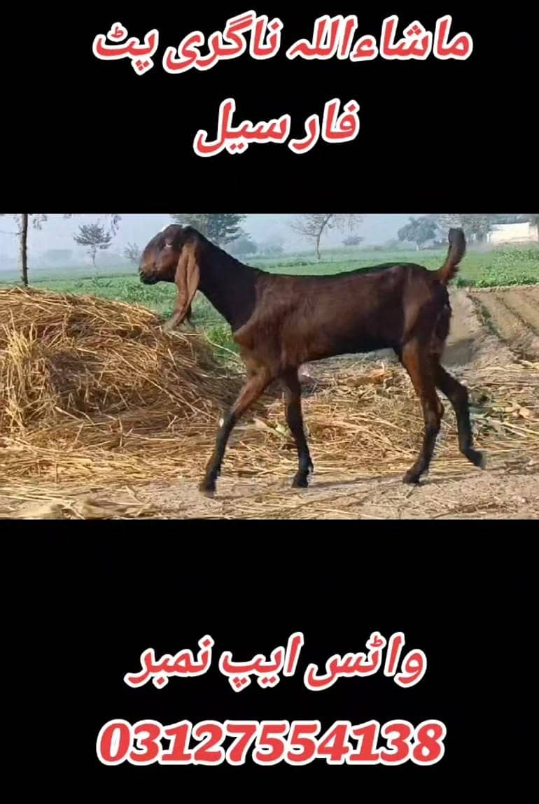 ناگری پٹ اور مکھی چینی پٹ فار سیل 4