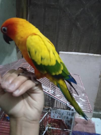Sun conure