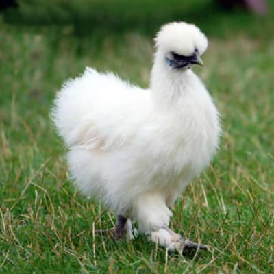 WHITE SILKIE BREEDER FOR SALE LAHORE