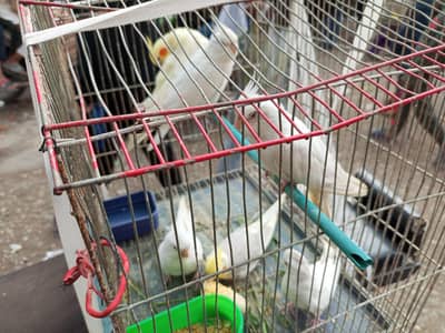 A. O. A GOOD COCKTAIL