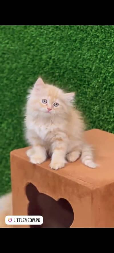pure Persian cat vaccineated triple coated and littler trend