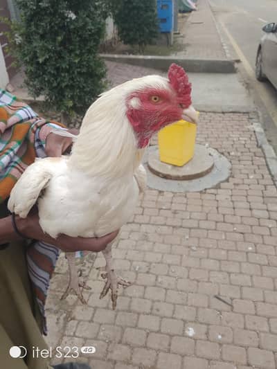 Heera aseel parents and chicks