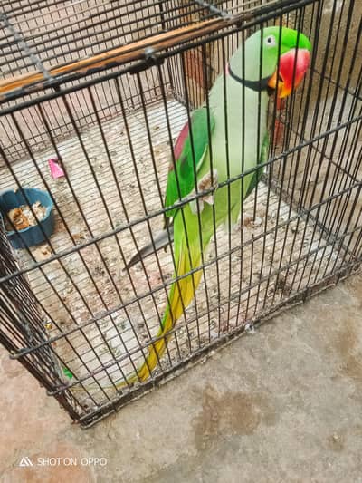 zero bite. . Raw Male