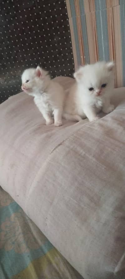 Persian White Kittens Pair