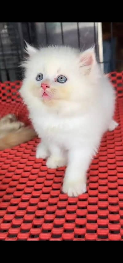 Quality Persian Punch face cat & kitten is03062848895Whatsapp