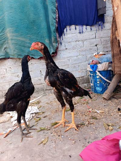 pure Jarman shamo and pure burmi