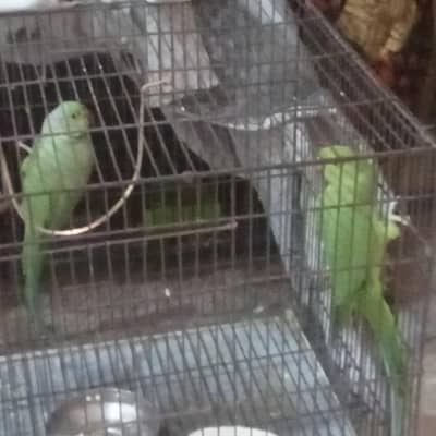 parrot pair