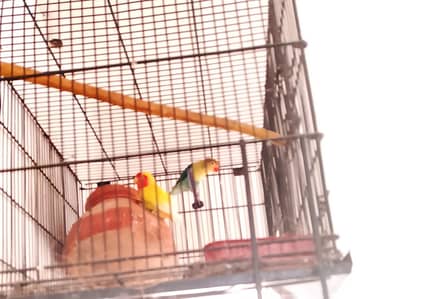 par blue or lotino pair