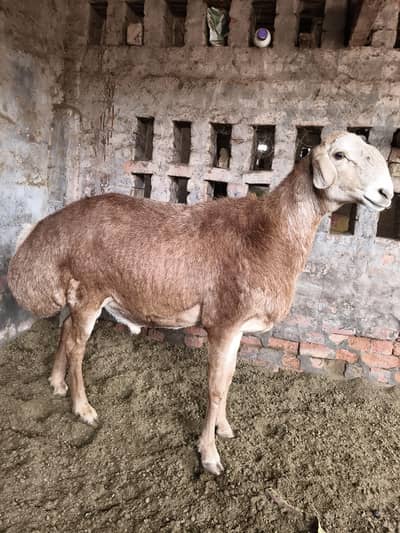 Turkey dumba pure quality