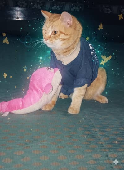 Fairy Male Cat – Adoption Only for Loving & Responsible People