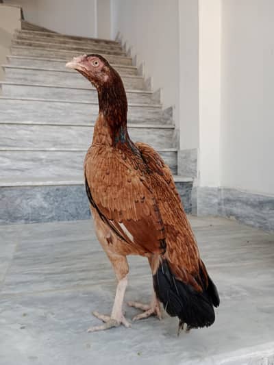 Mianwali Aseel breeder For sale (03151935260)