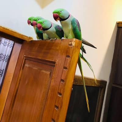 Raw Males Tammed Talking