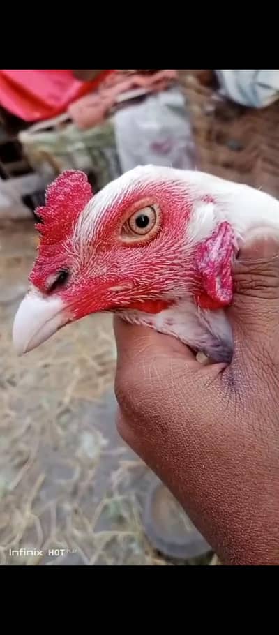 burmi patha for sale