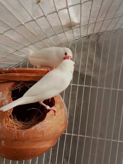 Best White Java Breeder Pairs