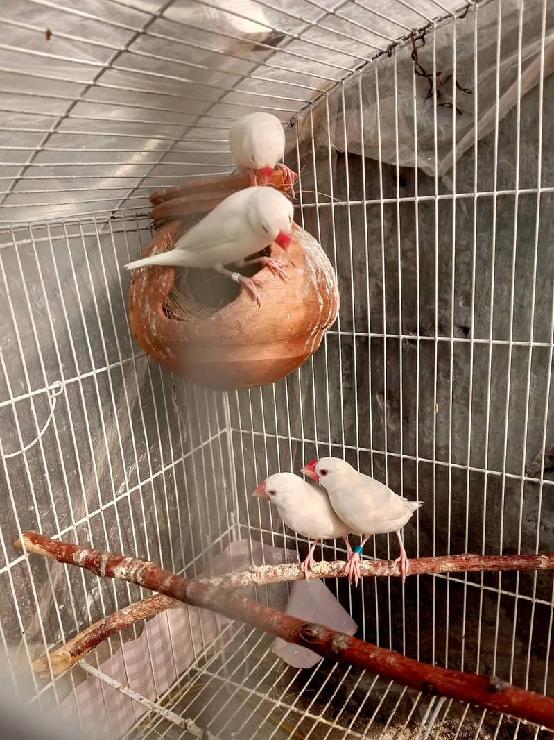 Best White Java Breeder Pairs 1