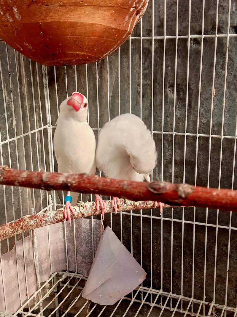 Best White Java Breeder Pairs 2