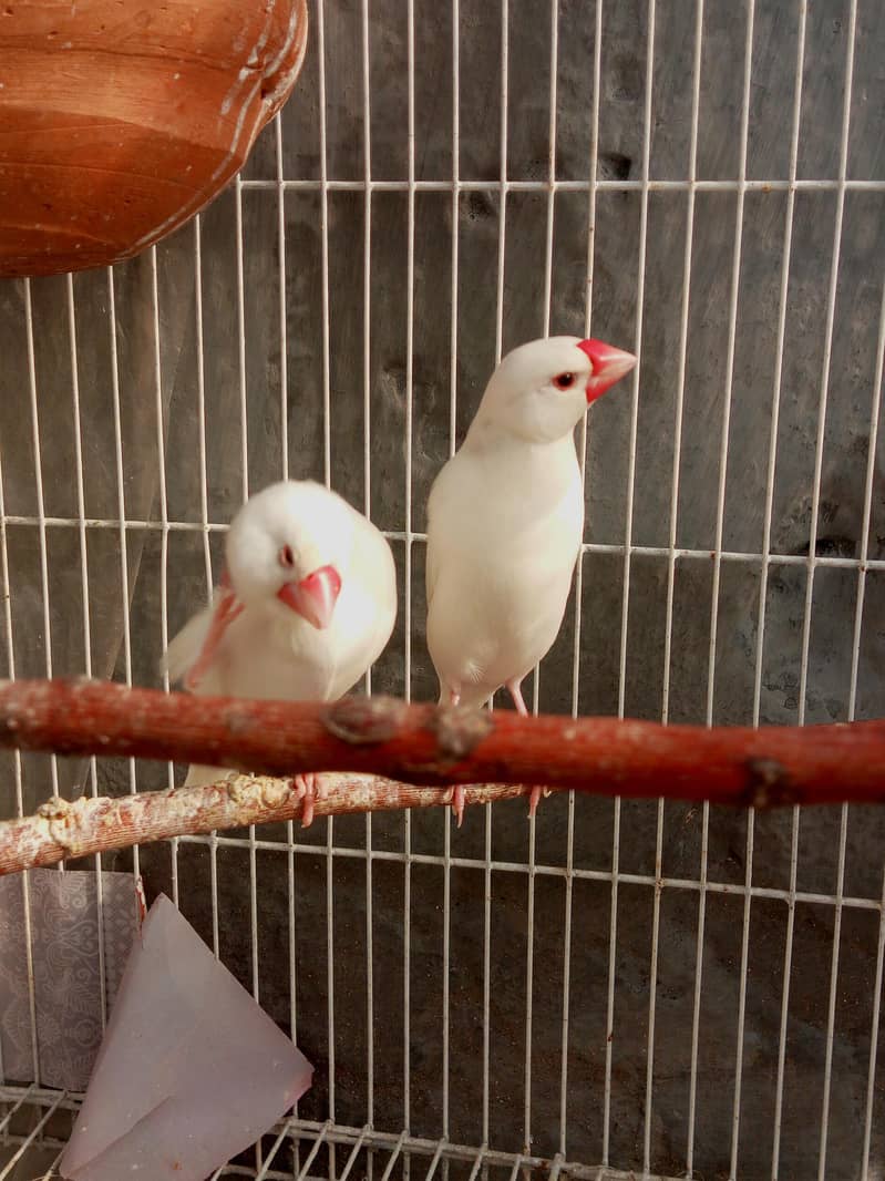 Best White Java Breeder Pairs 6