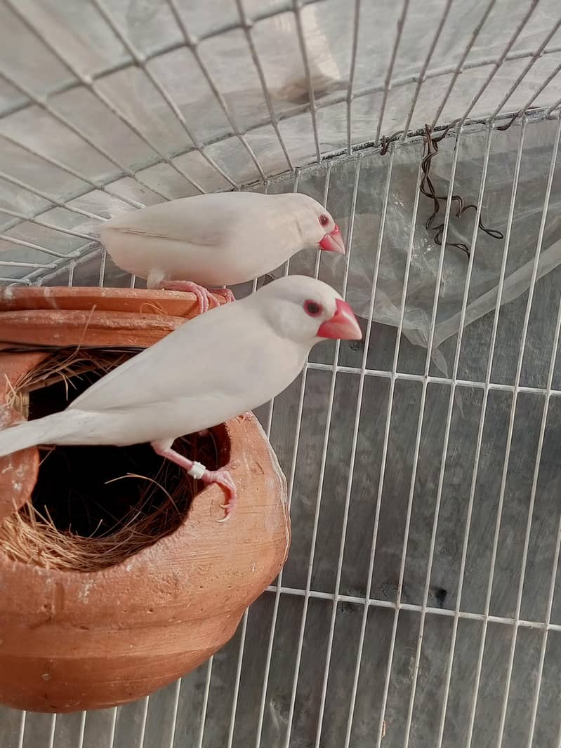 Best White Java Breeder Pairs 11