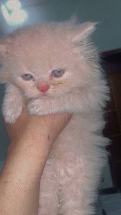 All female kittens age 45 days complete