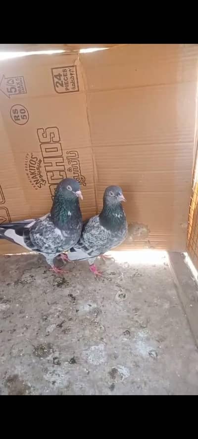 top quality low flayer