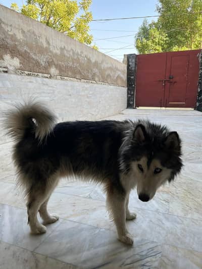 Original Siberian Husky