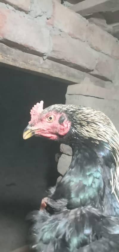 aseel murga jave 03074204368