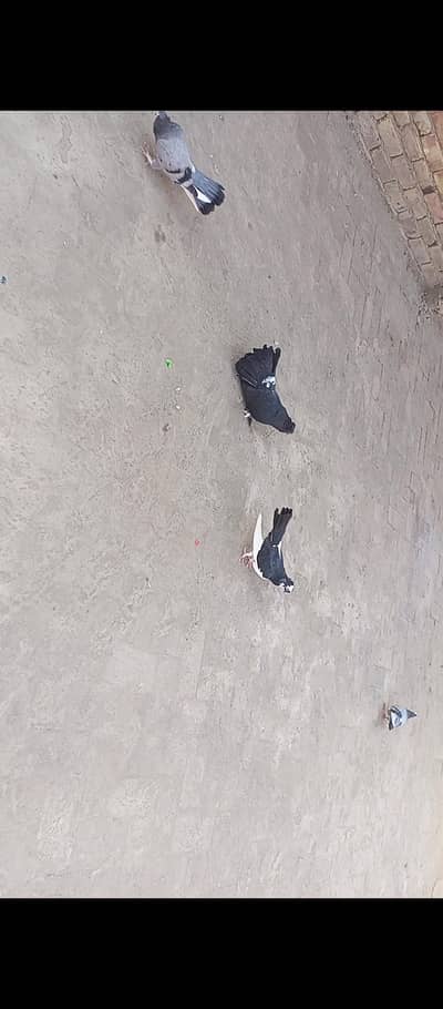 7 Pigeons available for sale