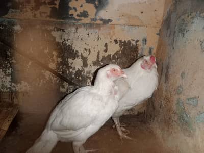 White pair for sale