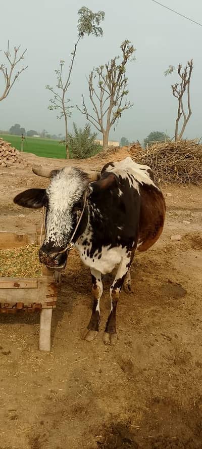 I'm selling it on reasonable price