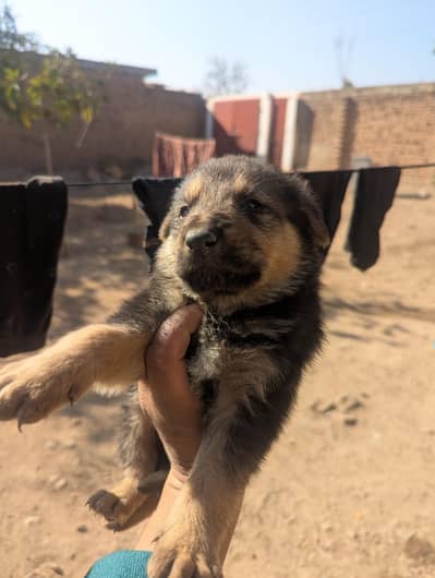 German shepherd puppies for sale