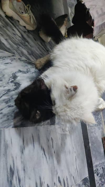 Persian cat | Persian kittens |Persian male cat