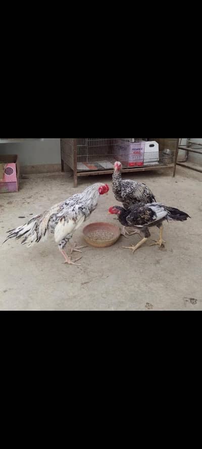 Full Aseel Minwali murge