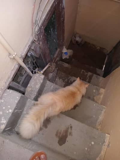 Pure person triple coated male cat for sell and exchange