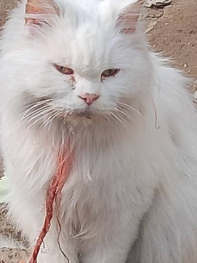 Persian cat female