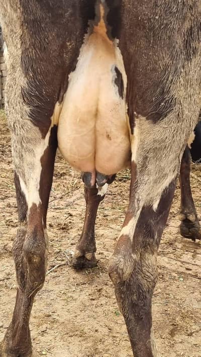 vilaatan fareezan cars cow fast dilivri pechy  full fareezn cars wachi