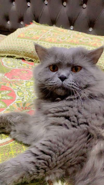 male for stud agr kisi ko chiyia tu contact me in JHELUM