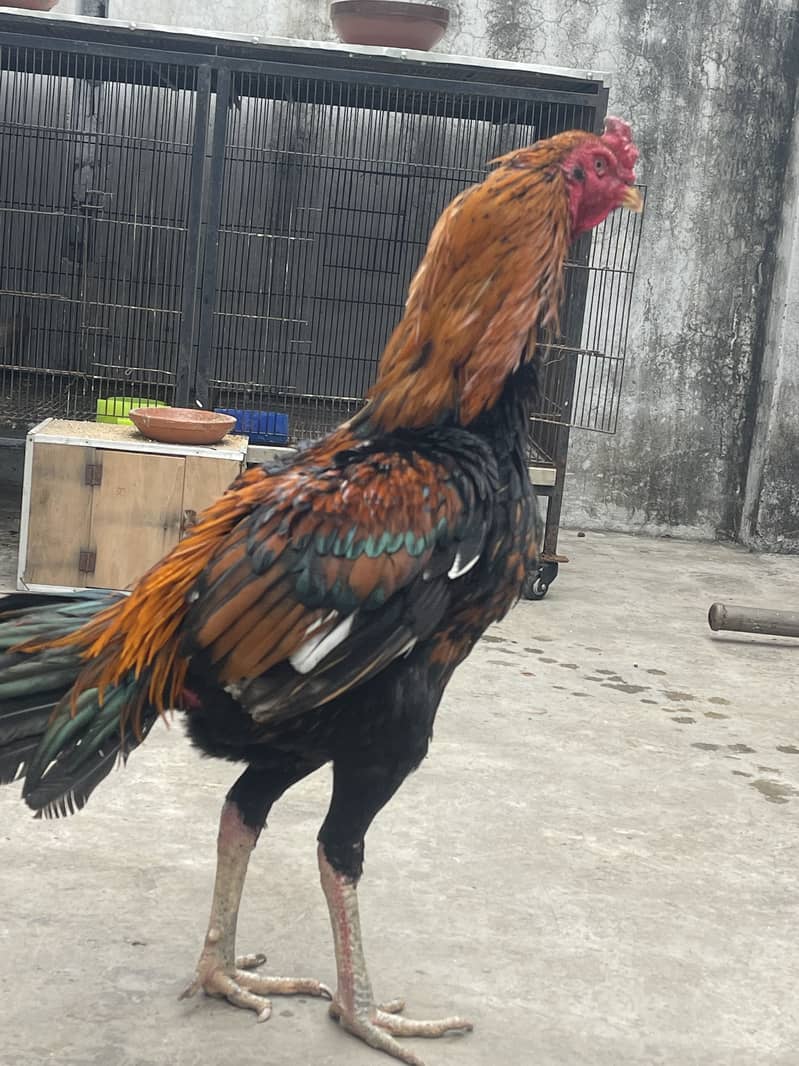 Thai+Pakoy Breed Patha Top Quality - Hens - 1110079728