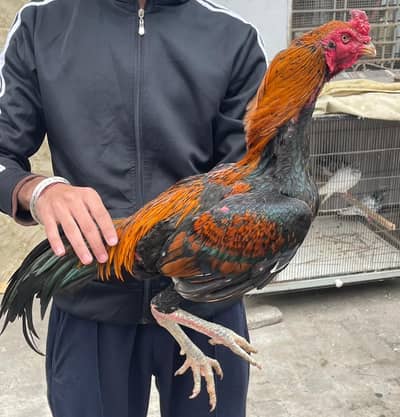 Thai+Pakoy Breed Patha Top Quality