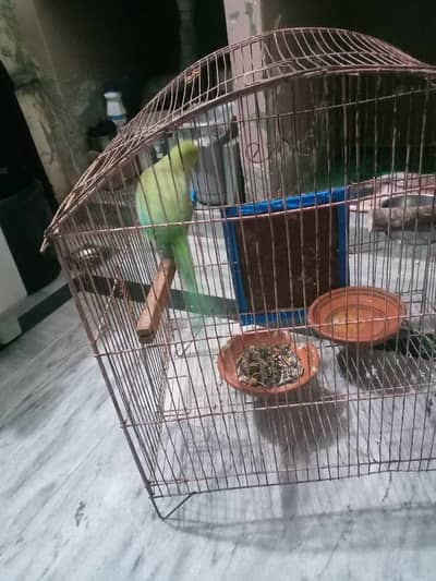 green Ringneck female