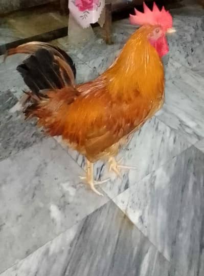 Golden Misri Male | Murga Healthy and Active