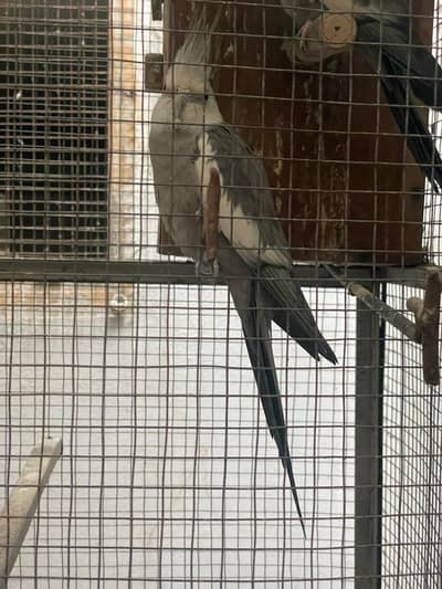 Beautiful Cockatiel Parrot Pair – Healthy & Active