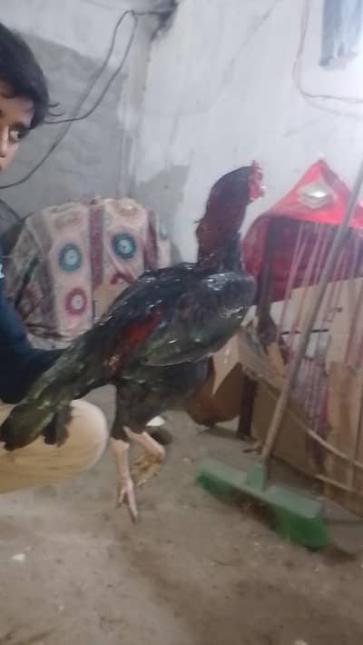 MashAllah Pure Aseel  Murga  Long Heighted Adult Breeder