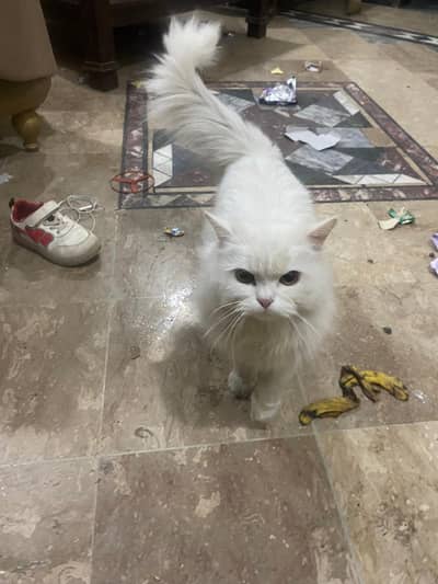 Parisian white cat male sirf serious buyer contact kre