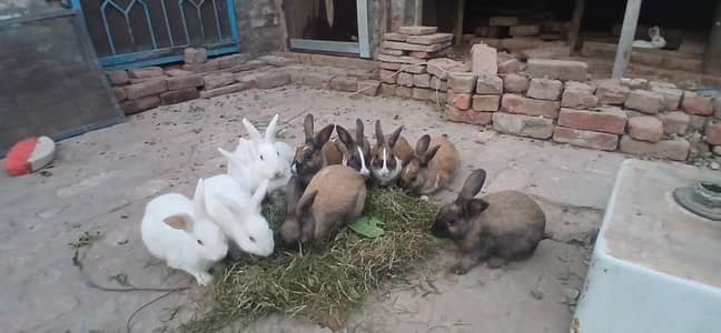 angora cross rabbits  no cargo