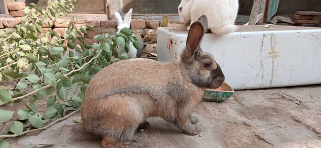 angora cross rabbits  no cargo