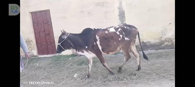 Jarsi mix cow